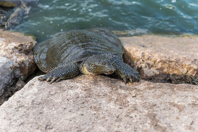 Turtle on rock