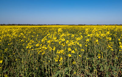 Scenic view of oilseed rape field against sky