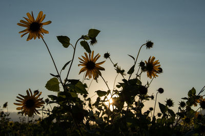 Low angle view of yellow flowers growing in field