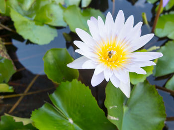 Close-up of purple water lily