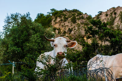 Portrait of cow