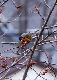 American robin eating hawthorne berries. 