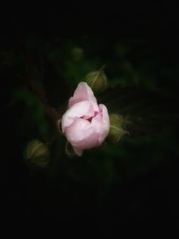 Close-up of pink flower blooming against black background