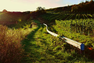 Dirt road amidst field against sky