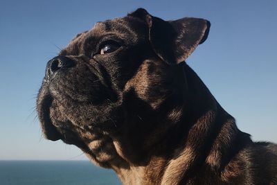 Close-up of a dog looking away