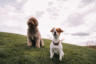 Portrait of a dog on field