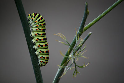 Close-up of caterpillar on twig