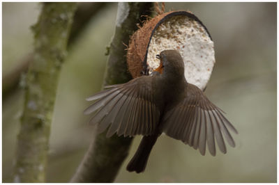 Close-up of bird flying