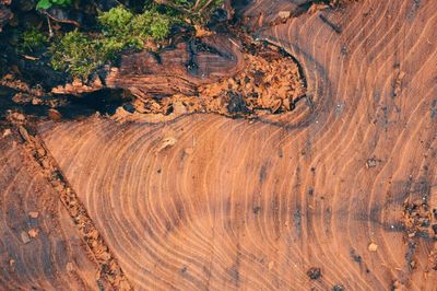 Directly above shot of tree stump