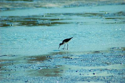 Bird at beach