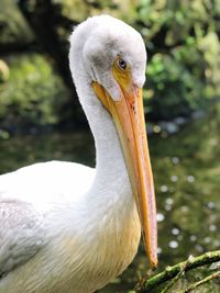 Close-up of pelican