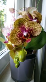 Close-up of potted plant in vase