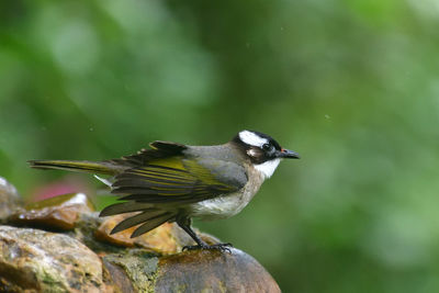 Close-up of bird perching on rock