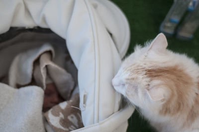 Close-up of cat sleeping