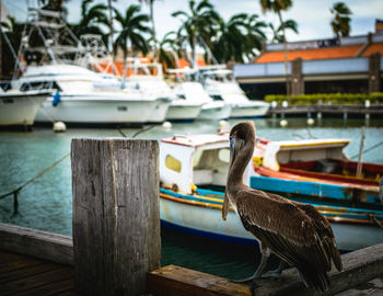 Close-up of pelican perching on boat
