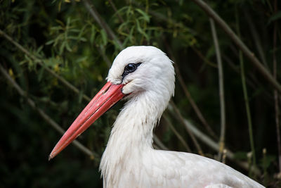 Close-up of bird