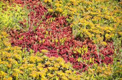 Full frame of pink flowering plants