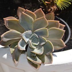 Close-up of succulent plant