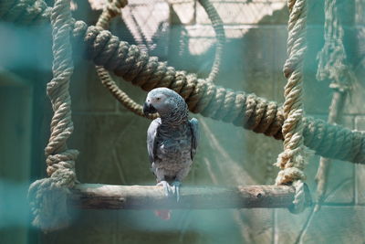 Close-up of bird perching on branch