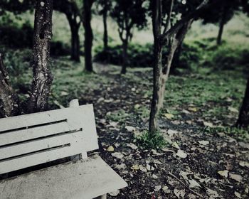 Empty bench in park