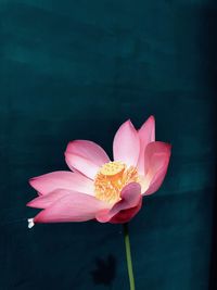 Close-up of pink water lily