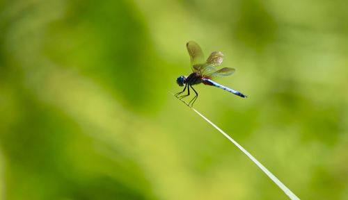 Close-up of insect on plant