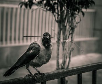 Close-up of bird perching on branch