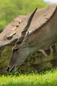 Close-up of eland on grassy field