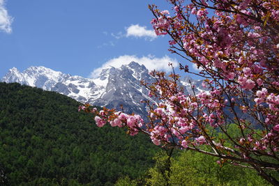 Pink cherry blossom tree against sky