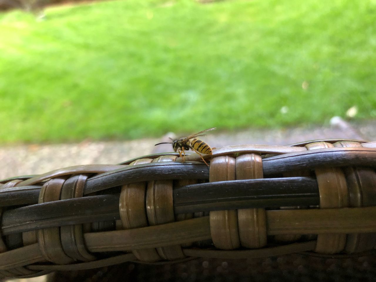 CLOSE-UP OF AN INSECT ON RAILING