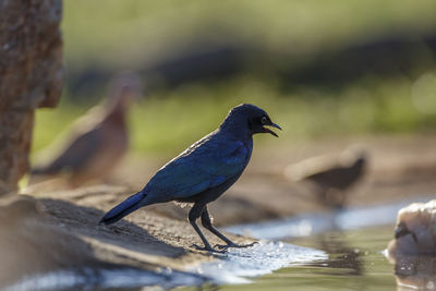 Close-up of bird perching on tree