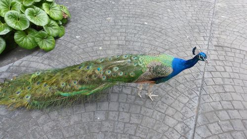 High angle view of peacock on footpath