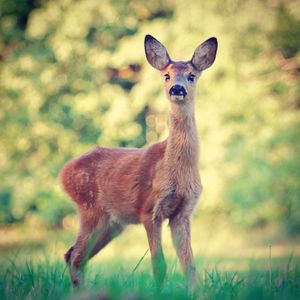 Portrait of cat standing on field