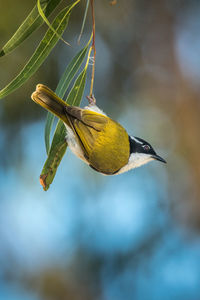 Close-up of bird perching on branch