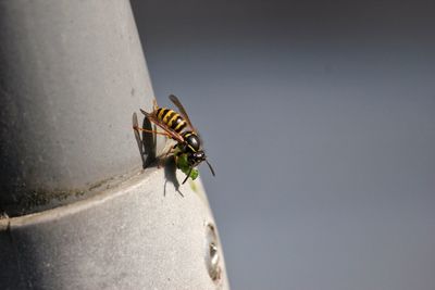 Close-up of insect on wall