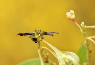 Close-up of insect on flower