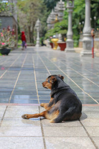 The black and yellow dog is lying outside the corridor of buu long pagoda, ho chi minh city, vietnam