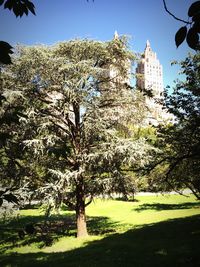 Trees growing on grassy field