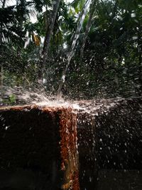 Water splashing on tree