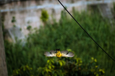 View of bird flying