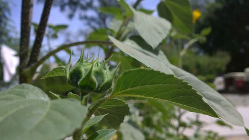 Close-up of green leaves on tree