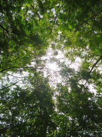 Low angle view of trees