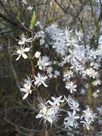 Close-up of white cherry blossoms in spring