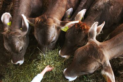 High angle view of cow grazing