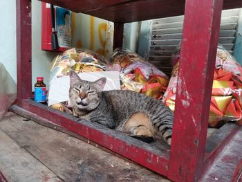 Cat sleeping