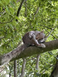 Low angle view of a squirrel on tree