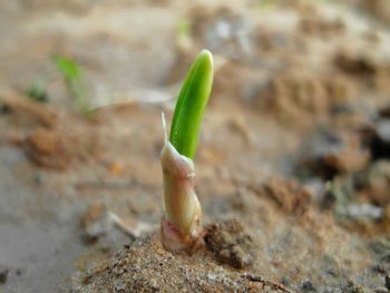 Close-up of lizard on plant