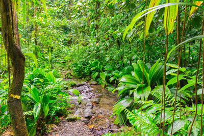 Plants growing in forest