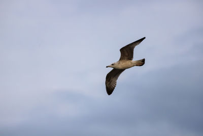 Low angle view of seagull flying