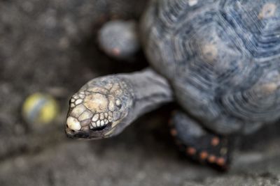 Close-up of a turtle